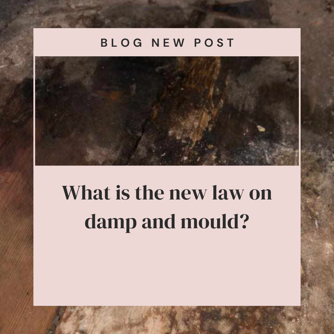 What is the new law on damp and mould?