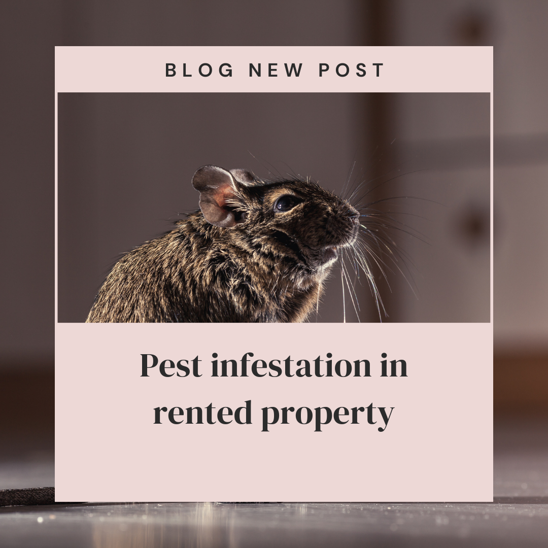 Pest infestation in rented property